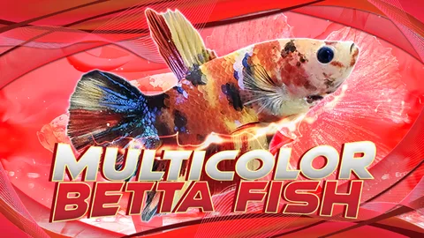 JV Betta product image 4