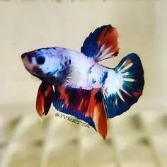 JV Betta product image 5