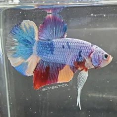 JV Betta product image 7