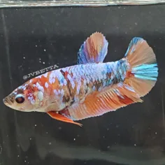 JV Betta product image 8