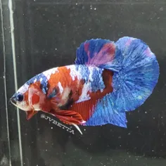 JV Betta product image 9