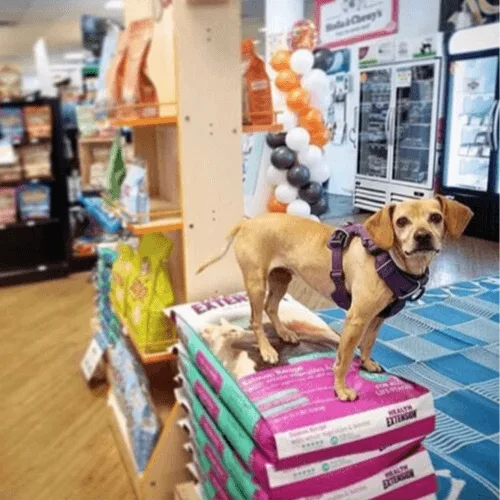 Global Pet Food Outlet
