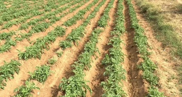 Sun Agri Export