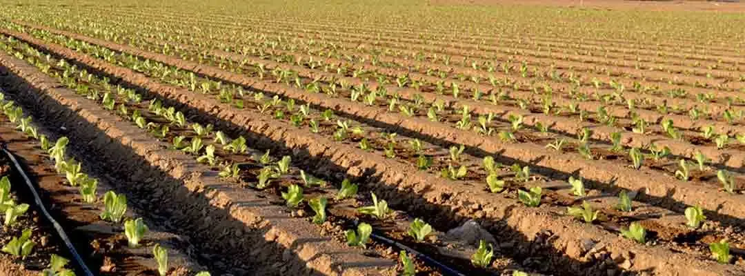 Topper Farm Supplies Manufacturer Co., Ltd.
LDPE Irrigation Pipes, Sprinkler Irrigation, Drip Irrigation