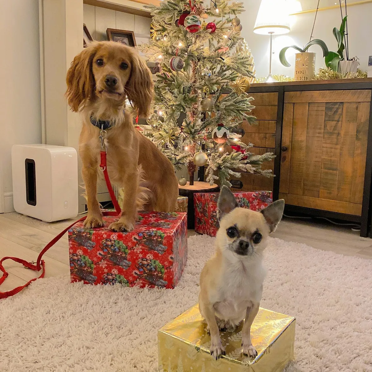 Horton Dogs