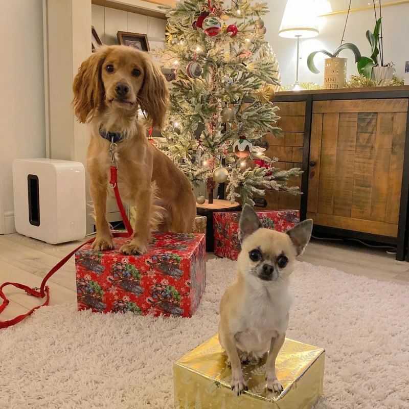 Horton Dogs