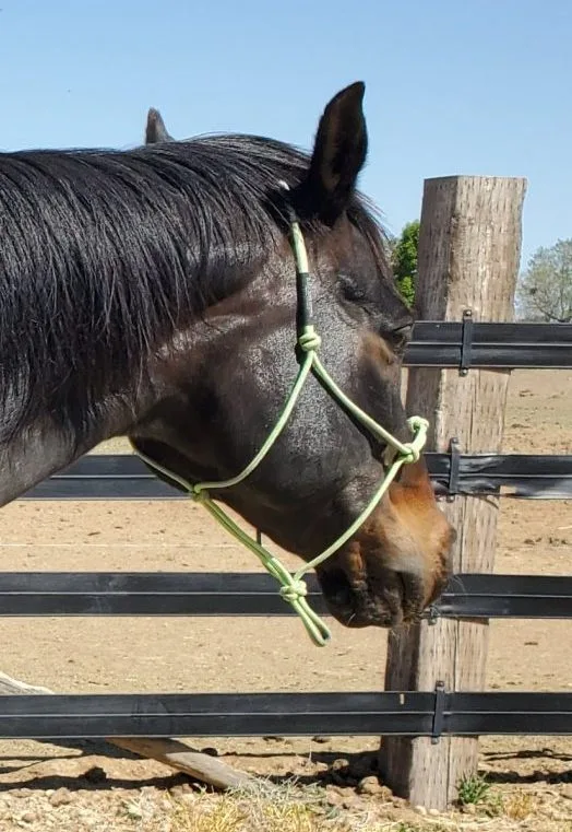 Happy Hooves Oasis