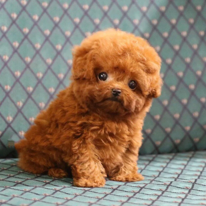 Celebrity Poodles