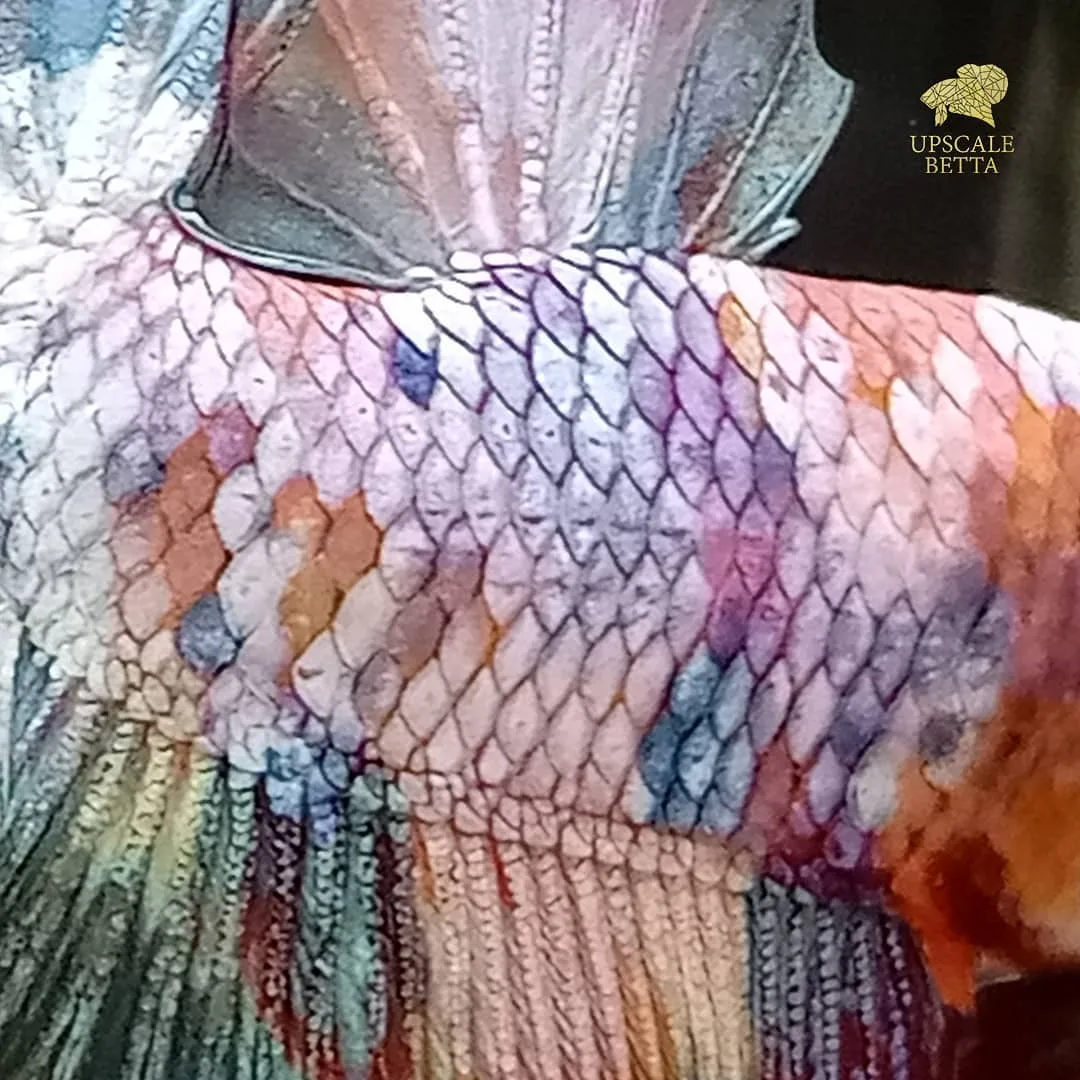 Upscale Betta