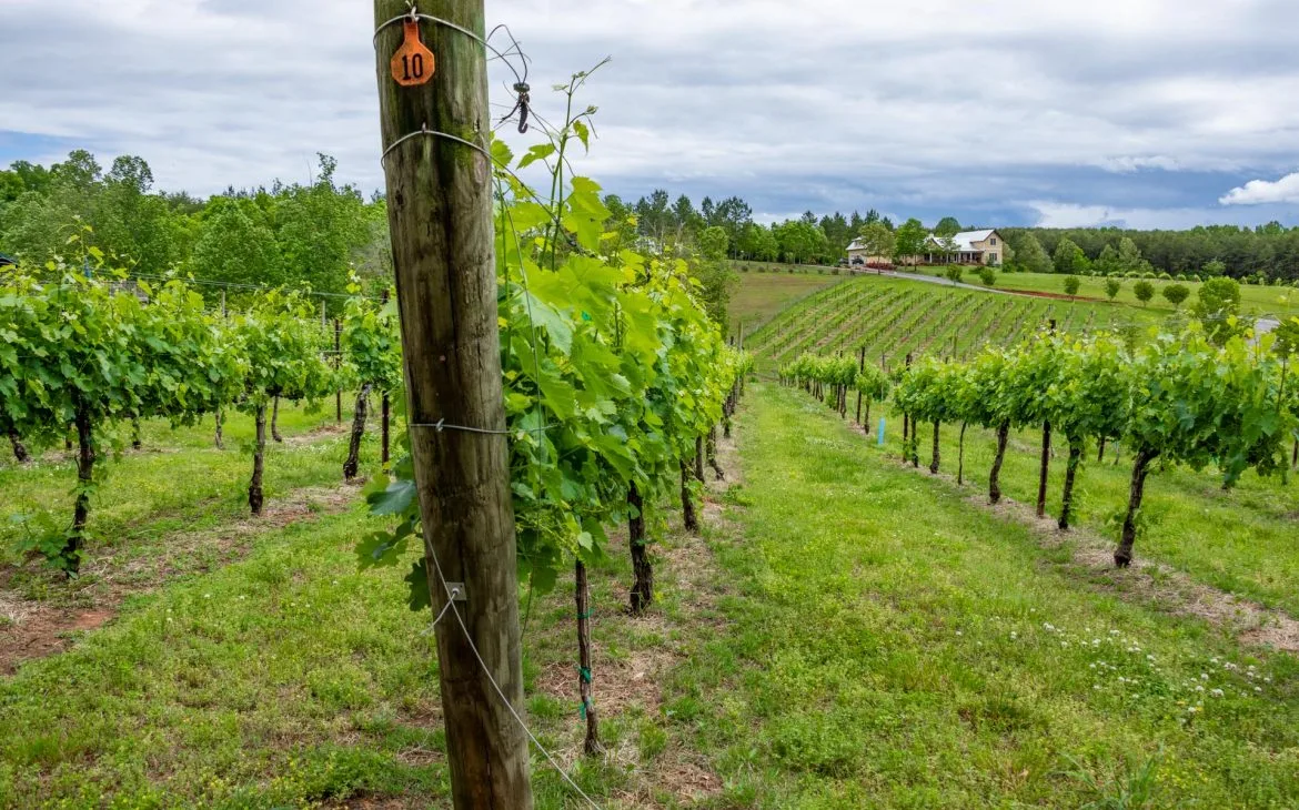 Asheville Wine Tours