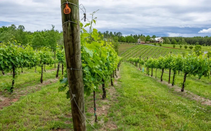 Asheville Wine Tours