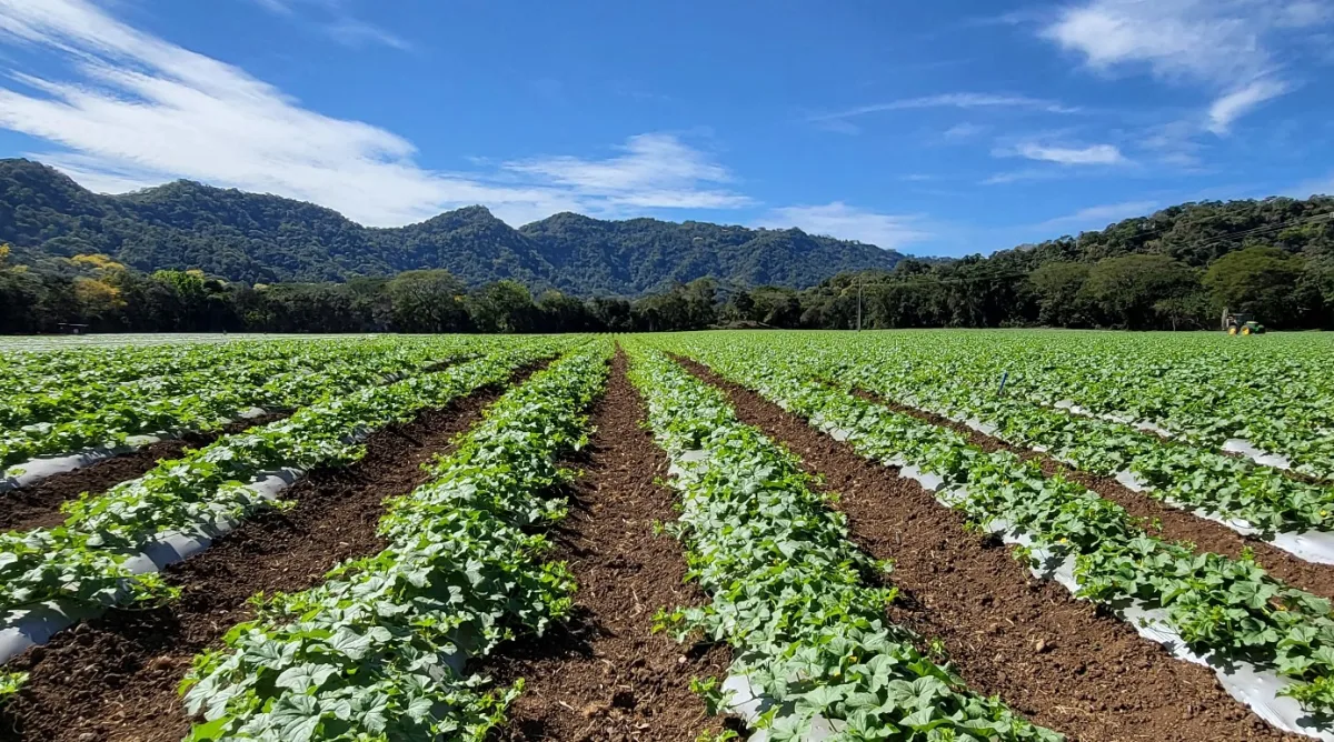 Syngenta International AG
Crop Protection, Seeds, Biologicals