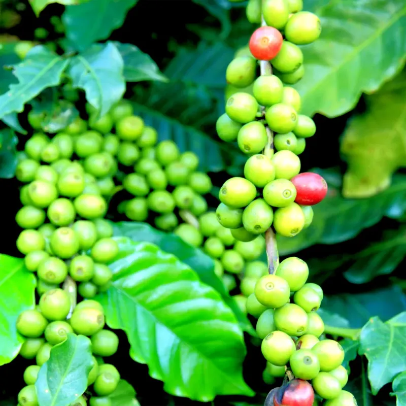 National Organics Pvt. Ltd
Organic Soapberries, Essential Oils, Arabica Coffee Beans