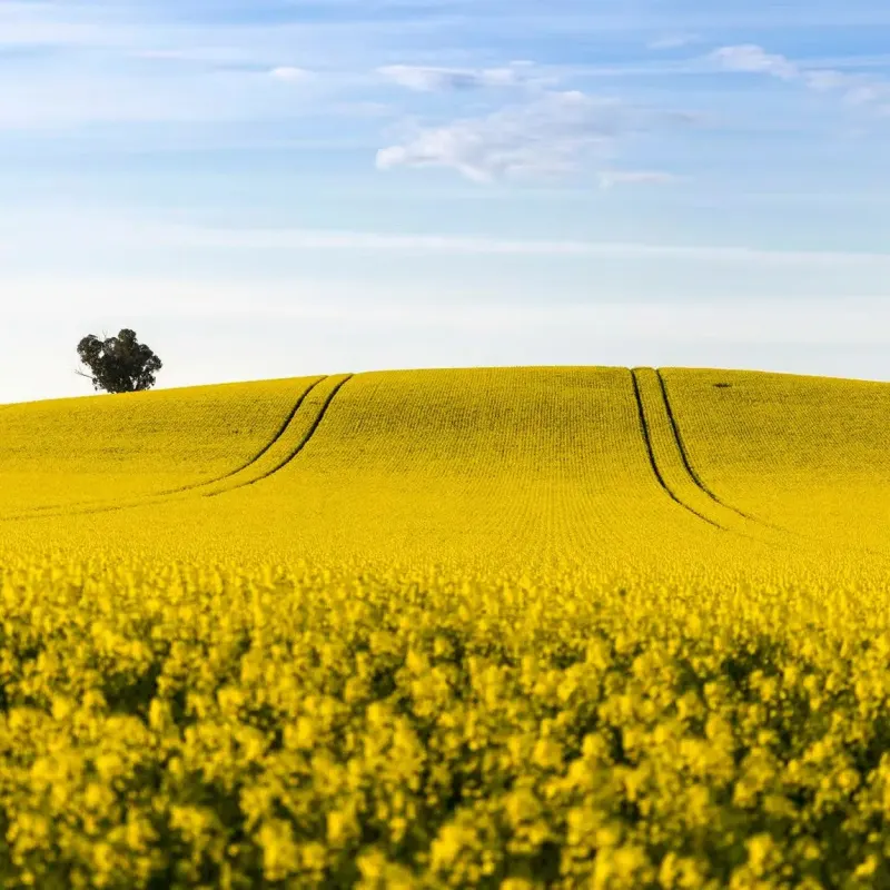 Nutrien Ltd
Crop Inputs, Fertilizer Products, Agronomic Advice