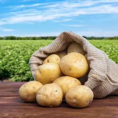 Netherlands Potato Suppliers