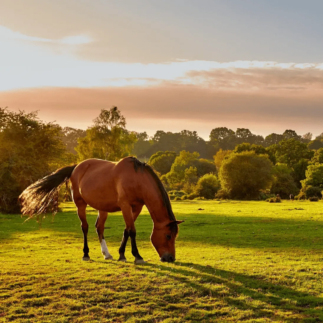 Pegasus Global Horse Transportation, LLC