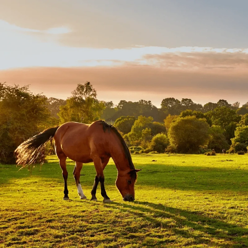 Pegasus Global Horse Transportation, LLC