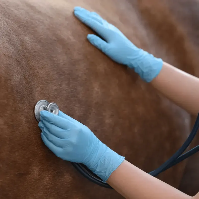 Pegasus Global Horse Transportation, LLC product image 3