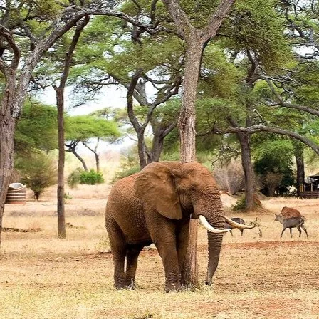 Tanzania Safari Collection