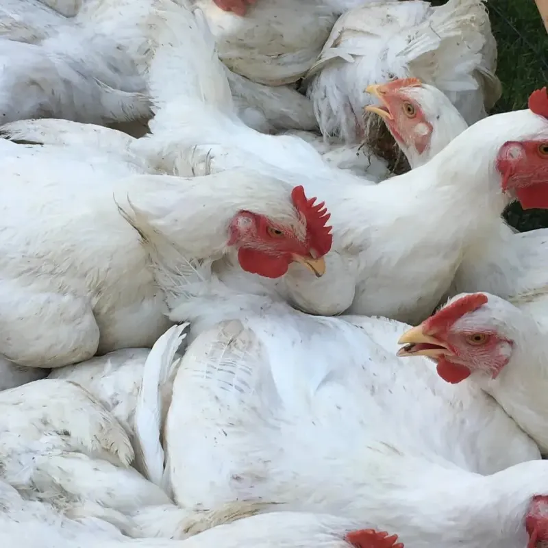 Sunrise Meadows Farm
Pasture Raised Eggs, Pasture Raised Lamb, Pasture Broiler Chickens