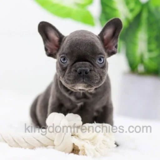 Kingdom Frenchies