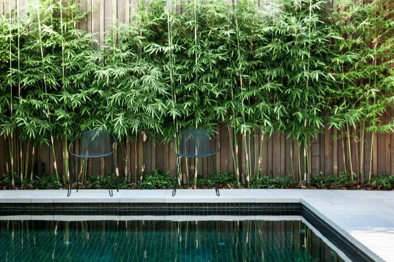 Bamboo Plus
Bamboo Plants, Planter Boxes, Corten Steel Planters