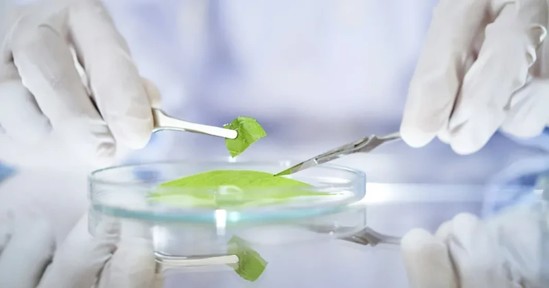 Mibelle Biochemistry