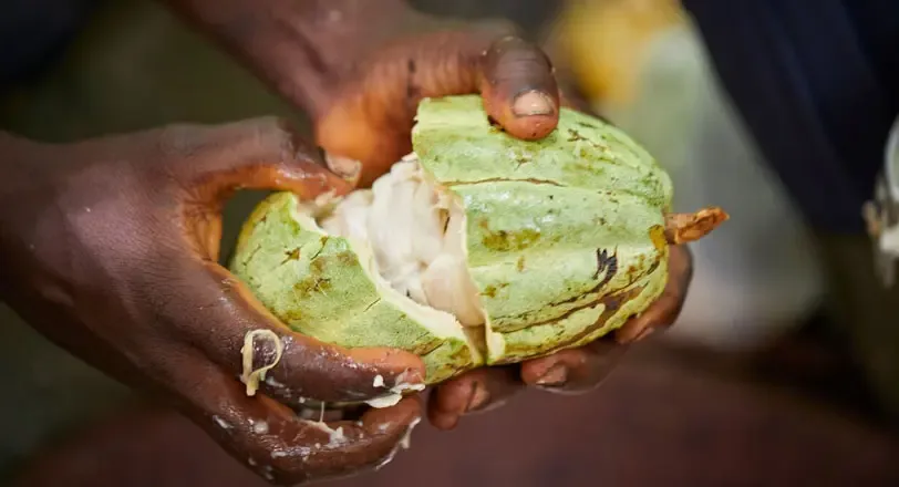 Olam Food Ingredients Ghana Ltd
Coffee, Cocoa, Spices