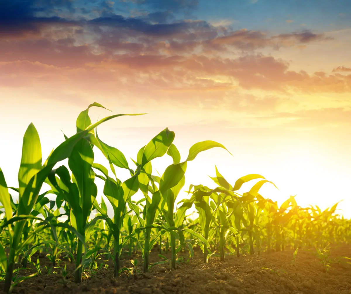 Lallemand Plant Care
Microbial Biofertilizers, Biofungicides, Bioinsecticides Producers & Manufacturers — Lallemand Plant Care