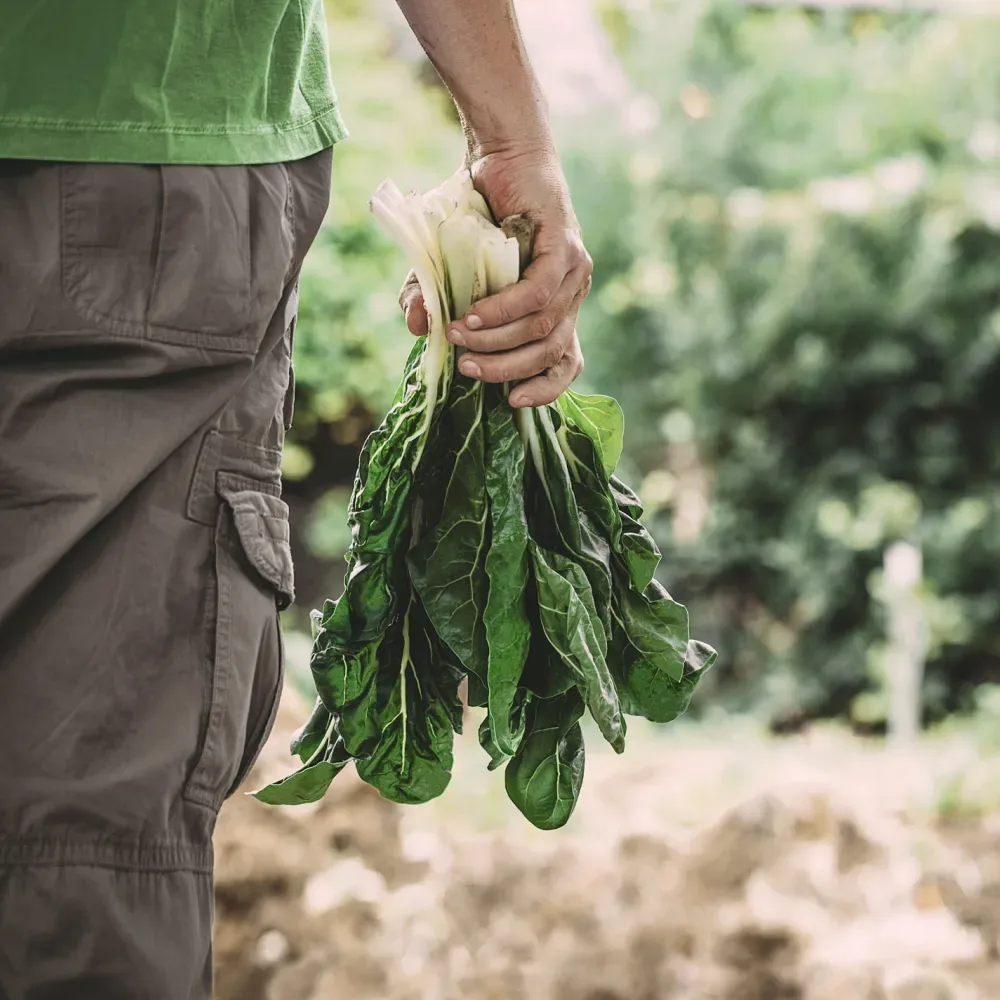 Compo Expert GmbH
Specialty Fertilizers, Biostimulants, Seed Treatment Crop Production Systems — Compo Expert GmbH