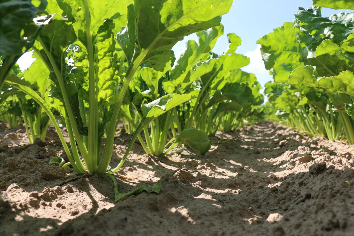 SESVanderHave NV
Sugar Beet Seeds, Seed Processing, Plant Breeding Growing, Harvest & Farm Operations — SESVanderHave NV